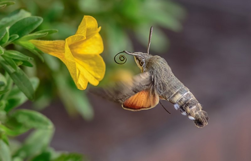 Бражник языкан Macroglossum