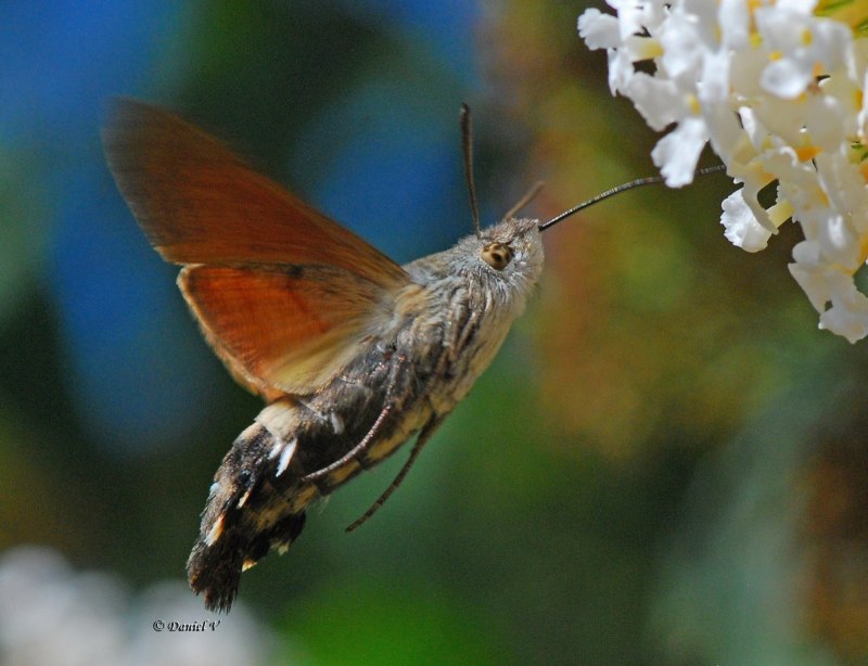 Hummingbird Hawk Moth