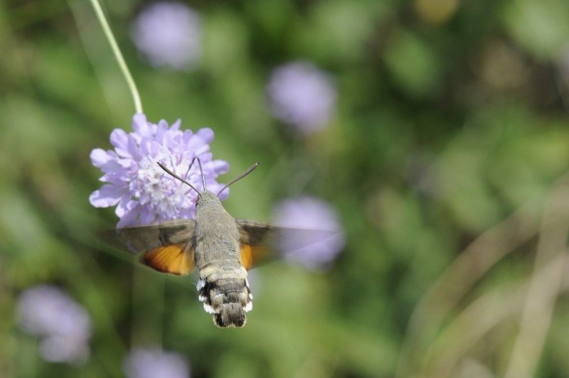 Sphinx Colibri.