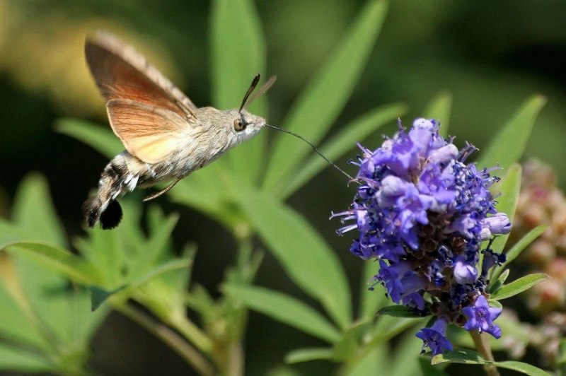 Hummingbird Hawk Moth
