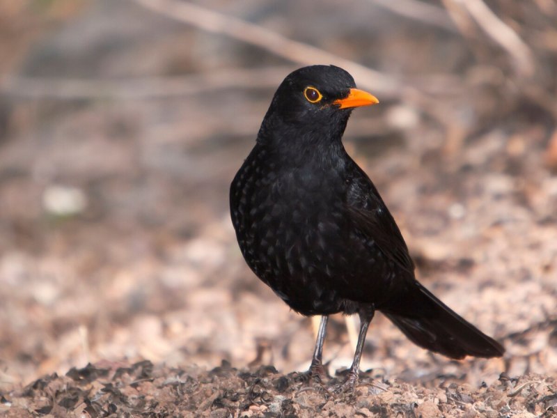 Turdus Merula