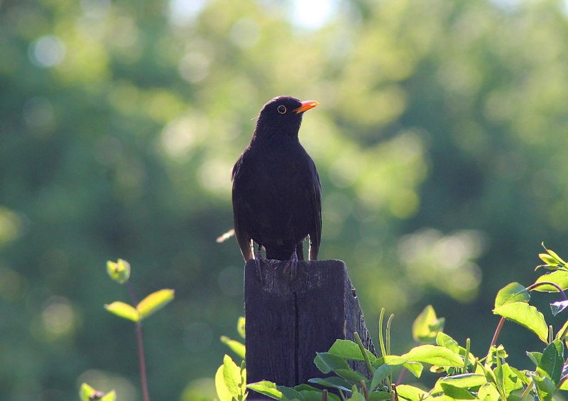 Blackbird птица черный Дрозд