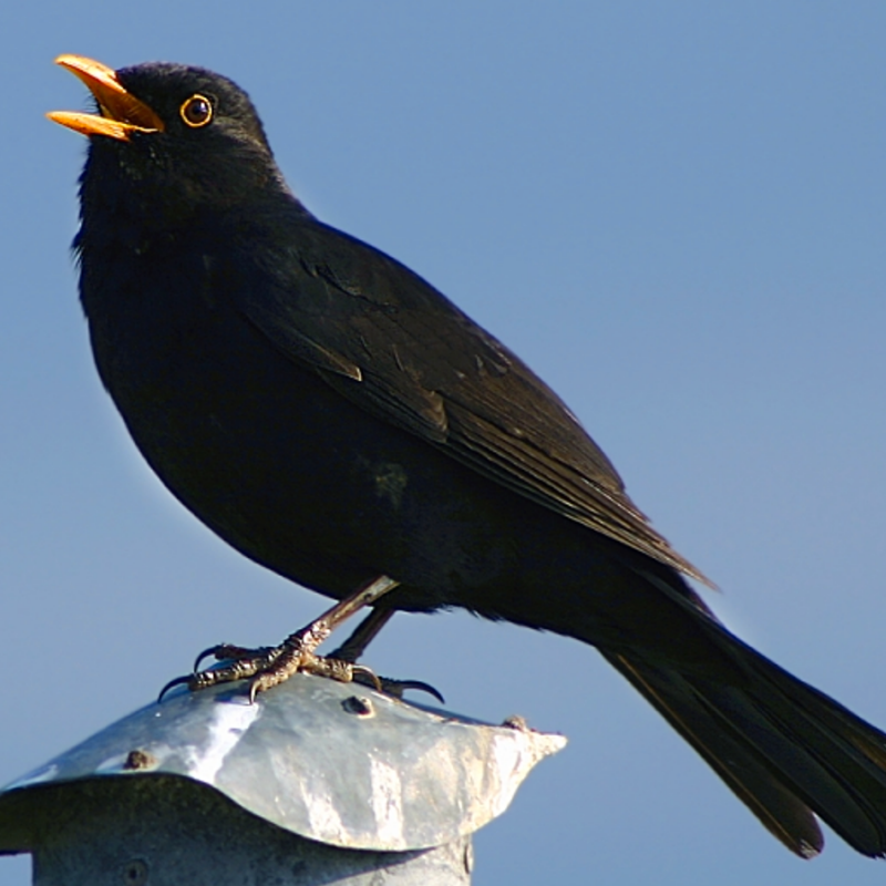 Turdus Merula группа