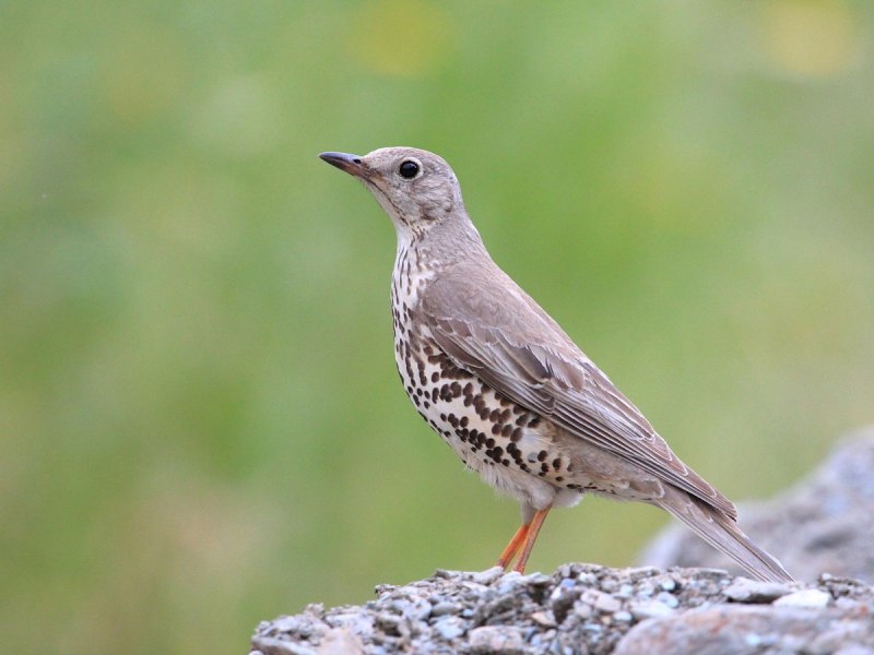 Turdus Merula самка