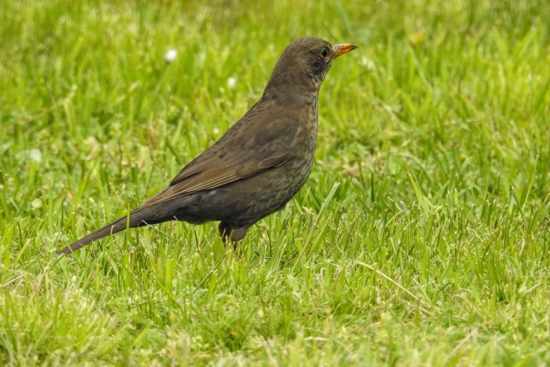 Turdus Merula самка