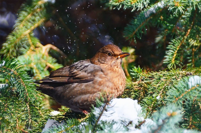 Blackbird female