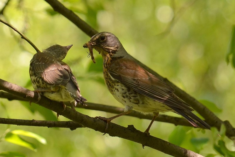 Turdus Merula самка