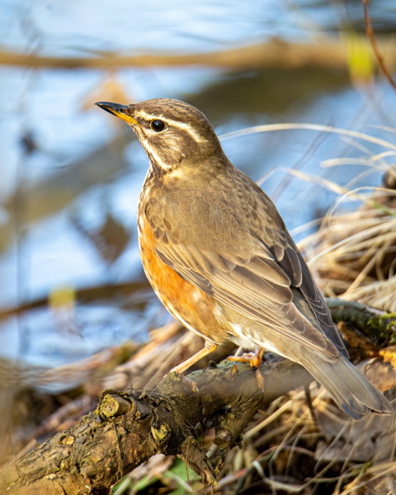 Turdus chrysolaus