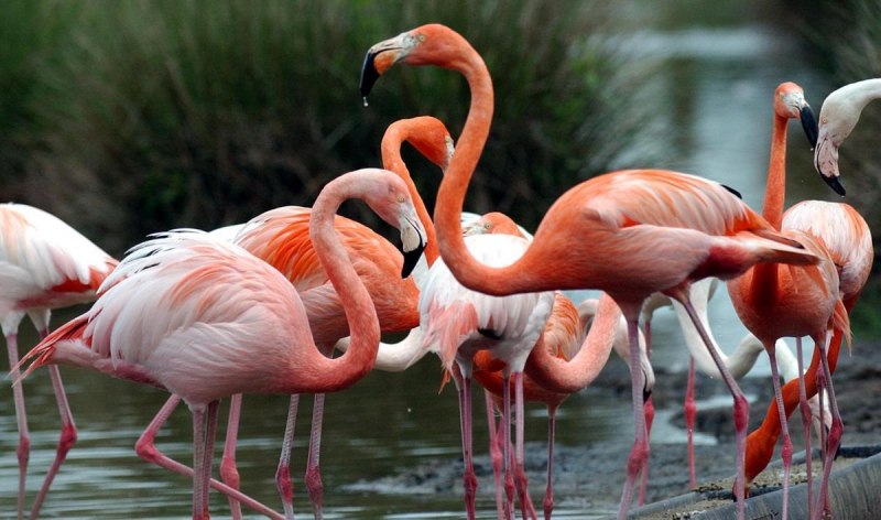 Обыкновенный Фламинго (розовый Фламинго) (Phoenicopterus roseus)