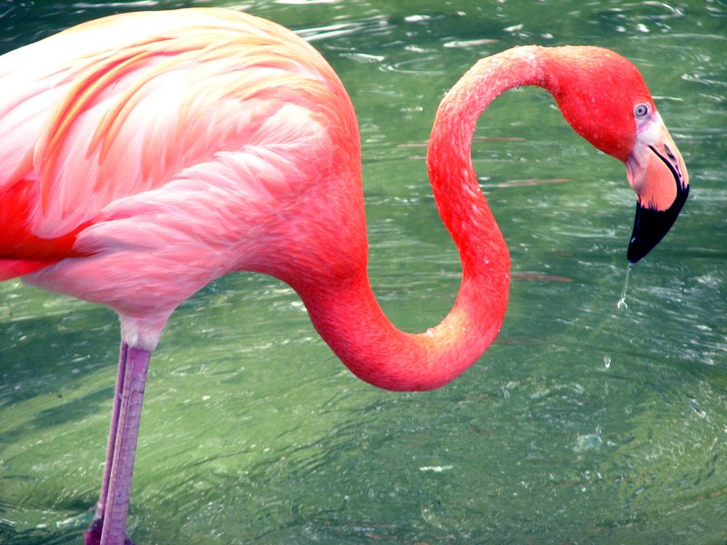 Обыкновенный Фламинго (розовый Фламинго) (Phoenicopterus roseus)