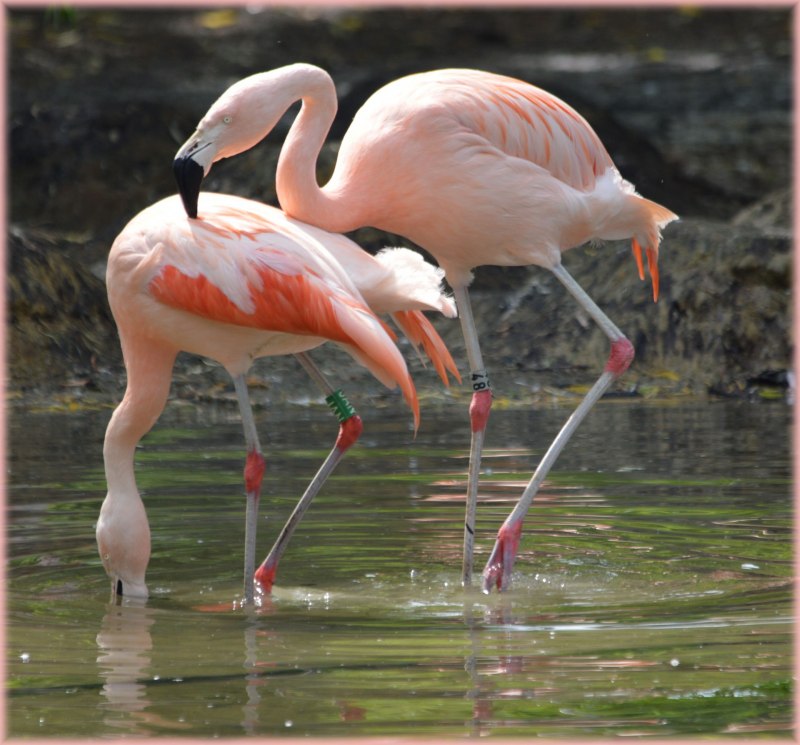 Creepy Flamingo