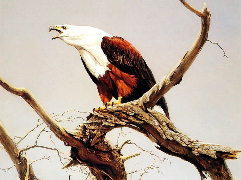 Aquila chrysaetos