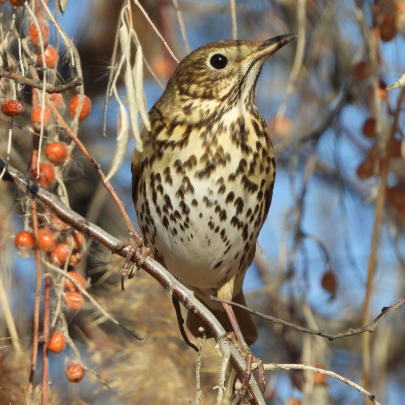 Певчий Дрозд (лат. Turdus philomelos)