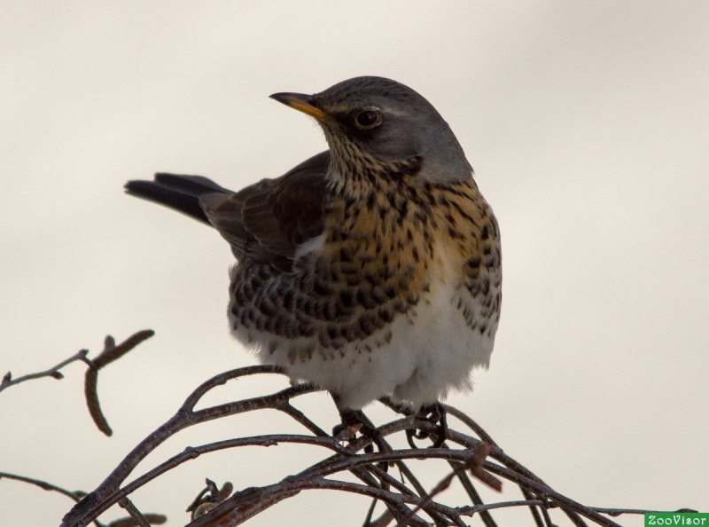 Дрозд-рябинник (turdus pilaris)
