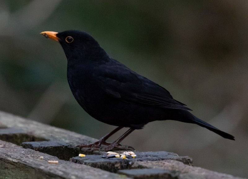 Дрозд-рябинник (turdus pilaris)