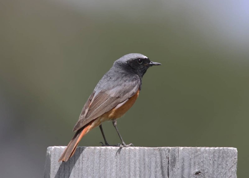 Маленькая коричневая птичка с оранжевым хвостом (81 фото)