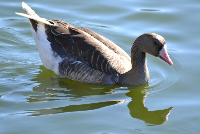 Great Goose
