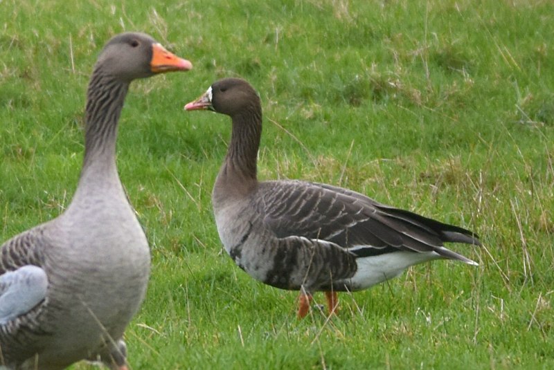 Great Goose