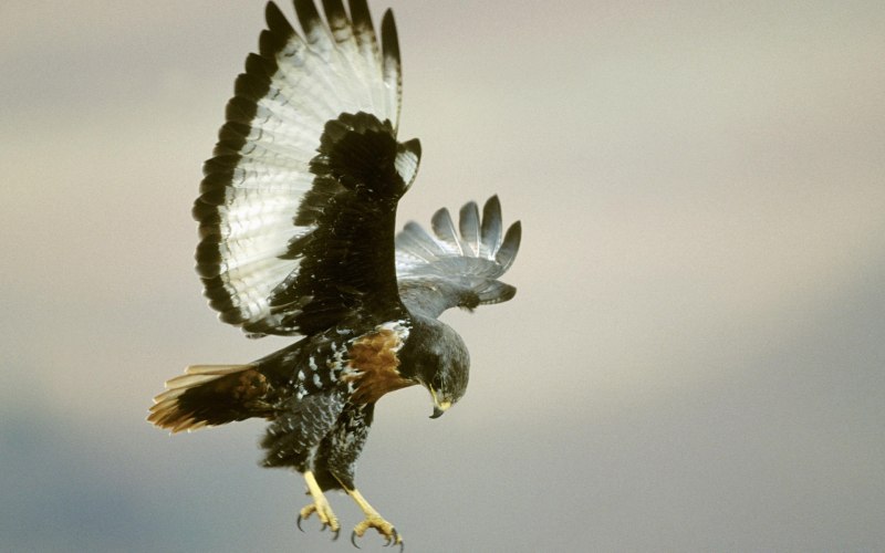 Buteo rufofuscus