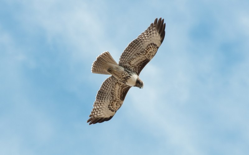 Балобан Falco cherrug