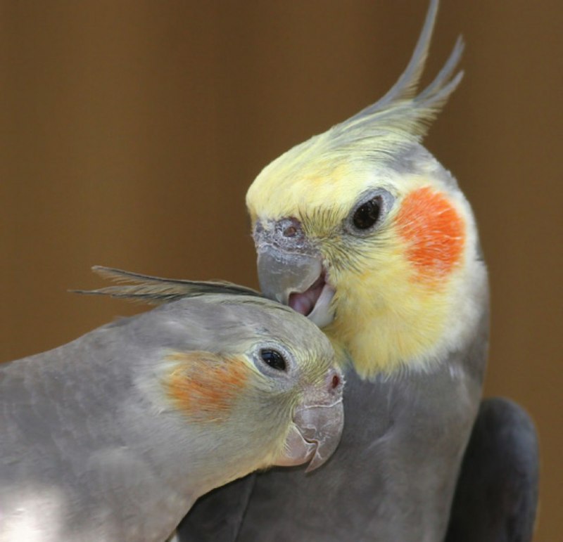 Корелла природник самец