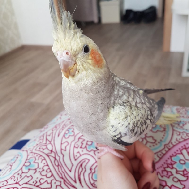 Какаду и корелла