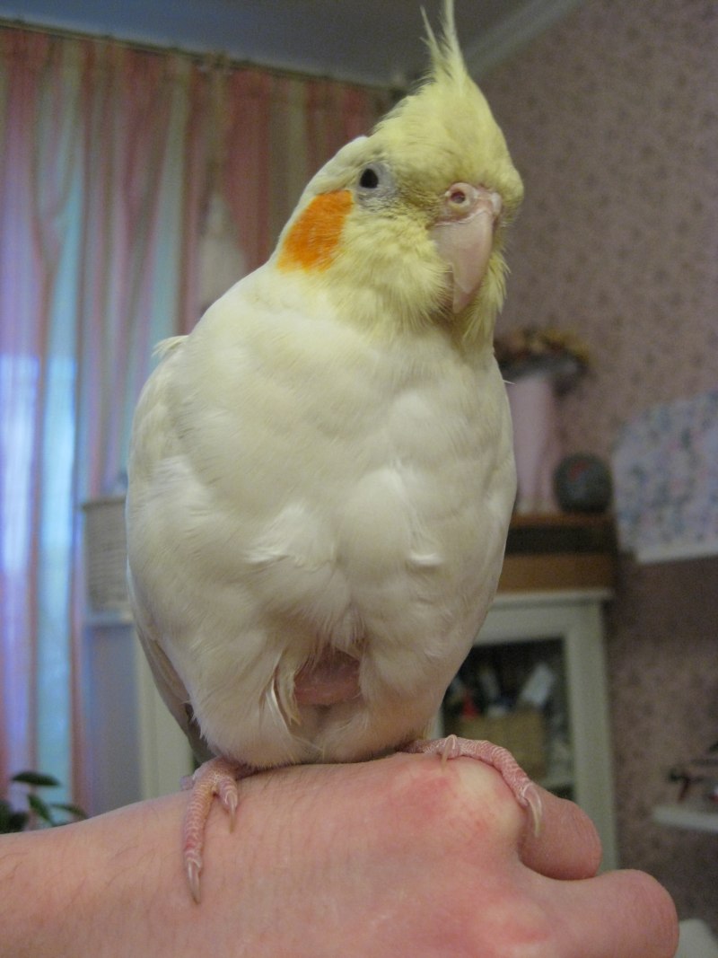 Домашний попугай корелла