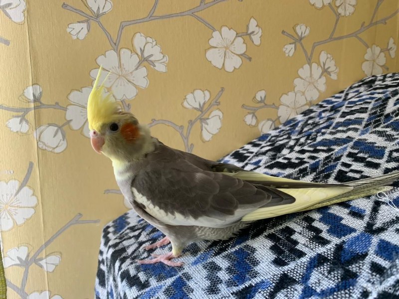 Корелла перловая лютино