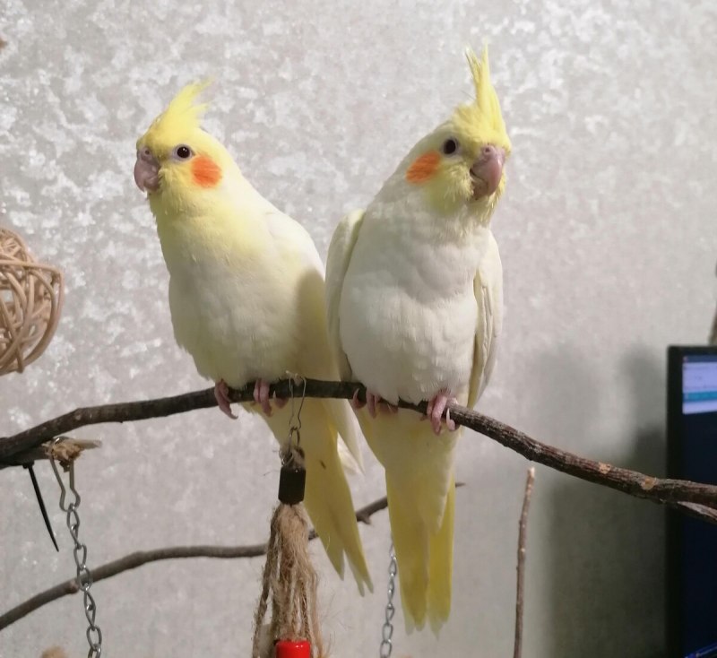 Корелла жемчужный окрас