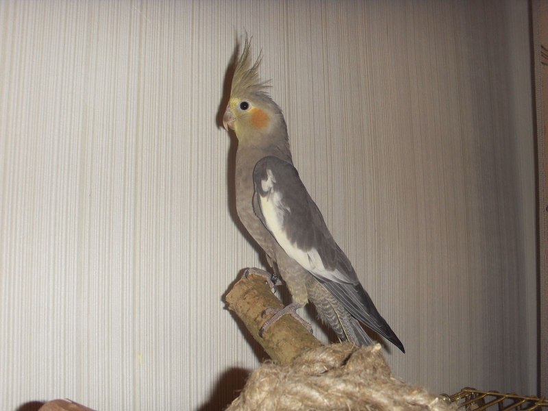 Корелла лютино
