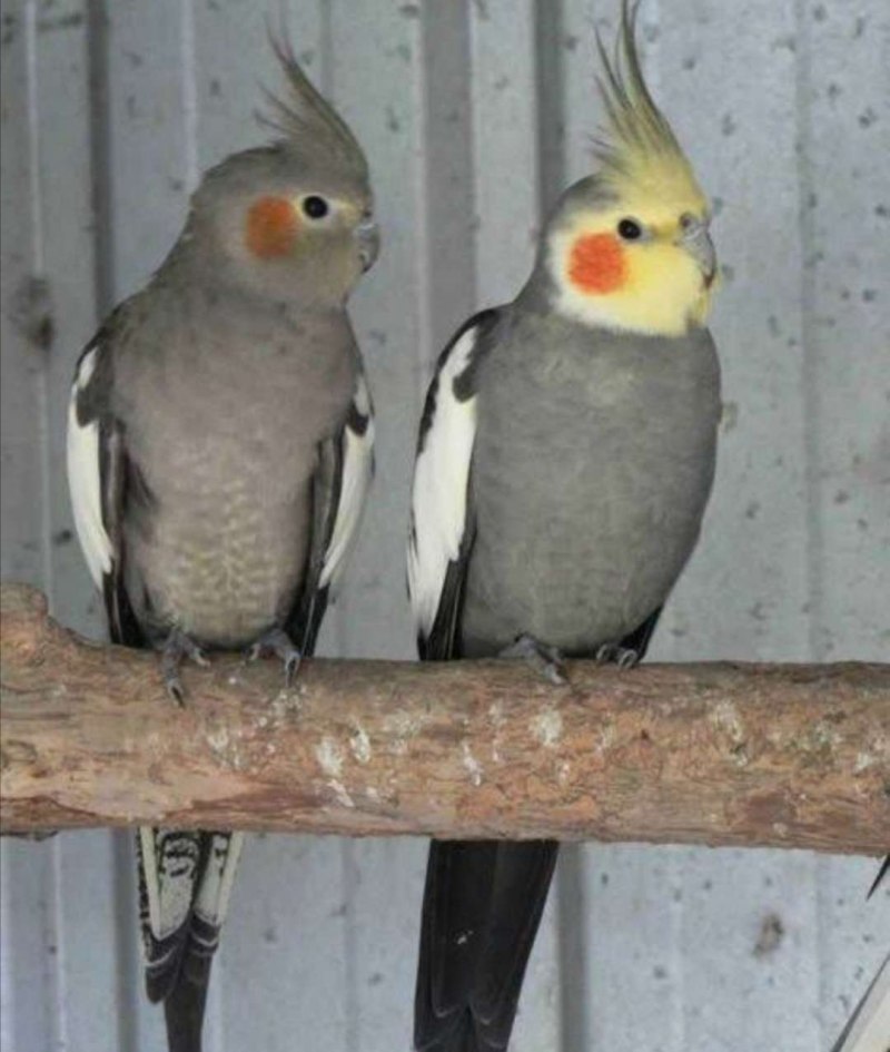Hansa 6470 Cockatiel