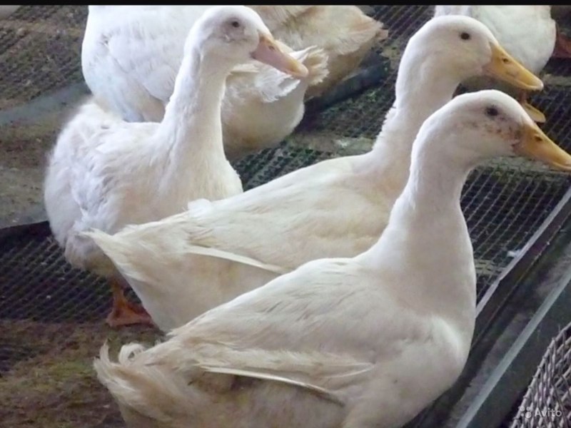 Белая пекинская утка