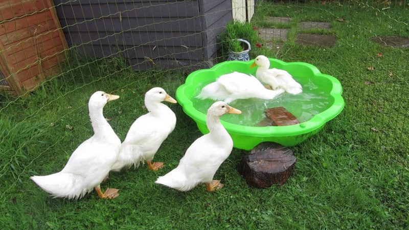 Французская утка черри Велли