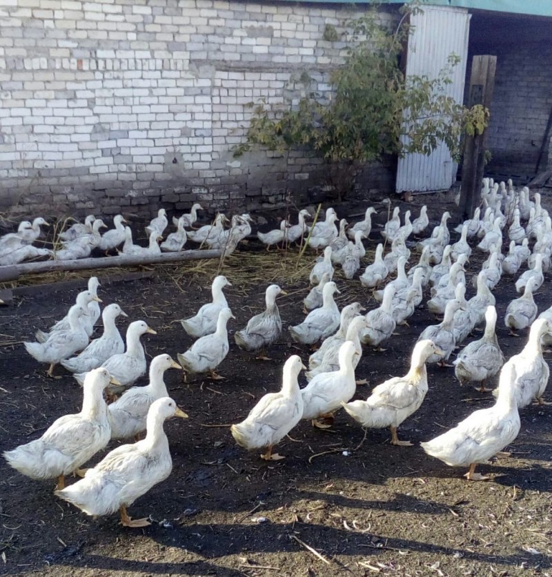 Утка Мулард Стар 53