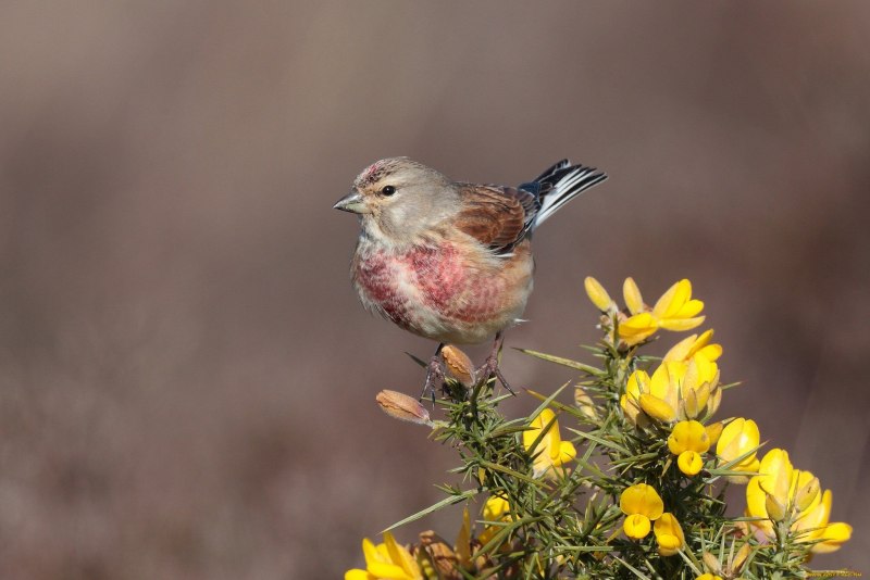 Хохлатая синица (Lophophanes cristatus),