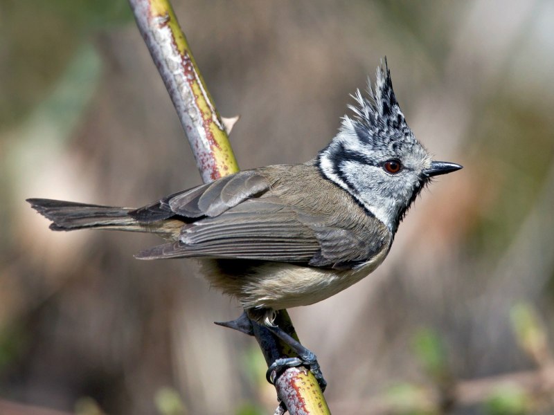 Синица хохлатая (Parus cristatus)