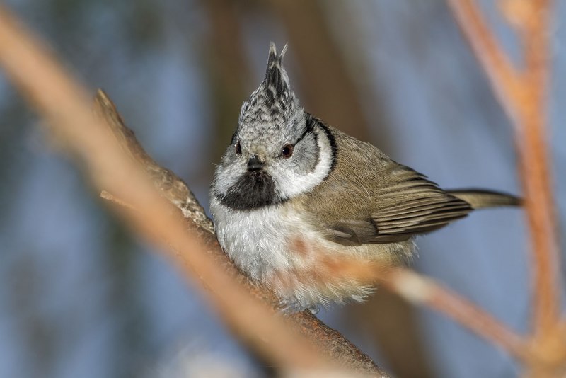 Синица хохлатая (Parus cristatus)