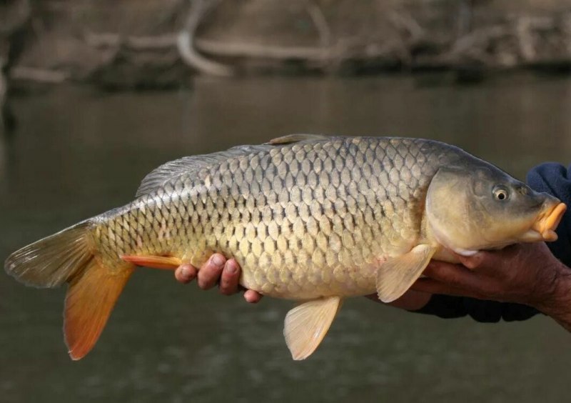 Сазан (Cyprinus Carpio)