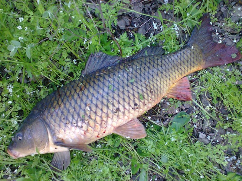 Сазан (Cyprinus Carpio)
