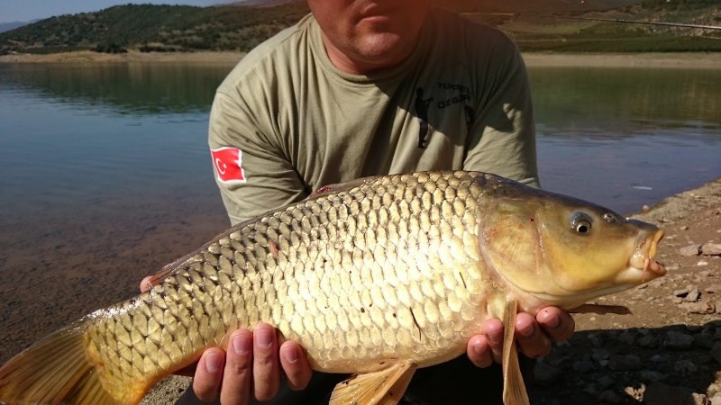 Сазан (= Карп обыкновенный) – Cyprinus Carpio