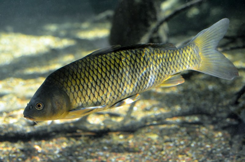 Карп обыкновенный – Cyprinus Carpio