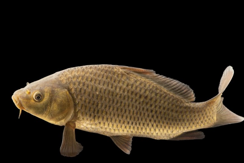 Карп (Cyprinus Carpio)
