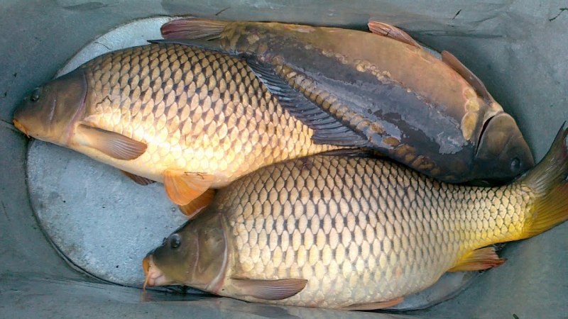 Карп обыкновенный – Cyprinus Carpio