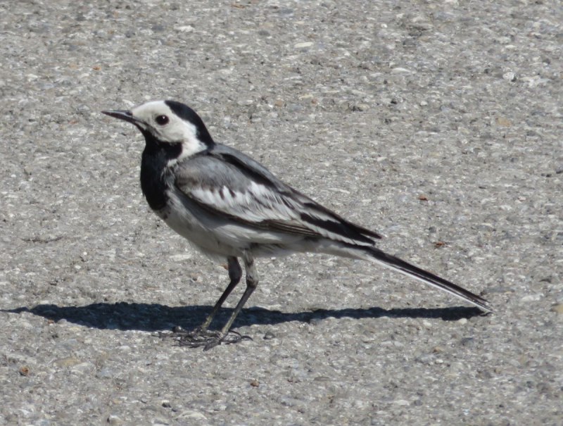 Белая трясогузка (Motacilla Alba)