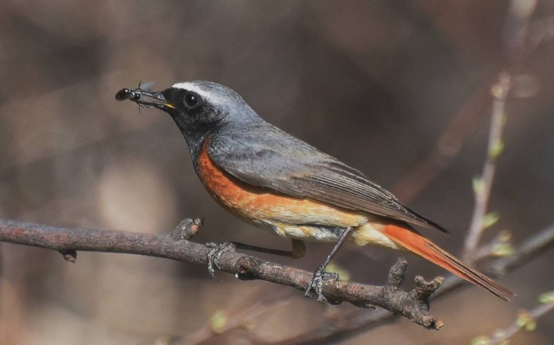 Redwing Blackbird