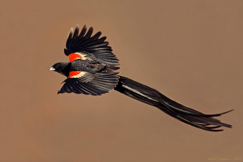 Turdus уквшы
