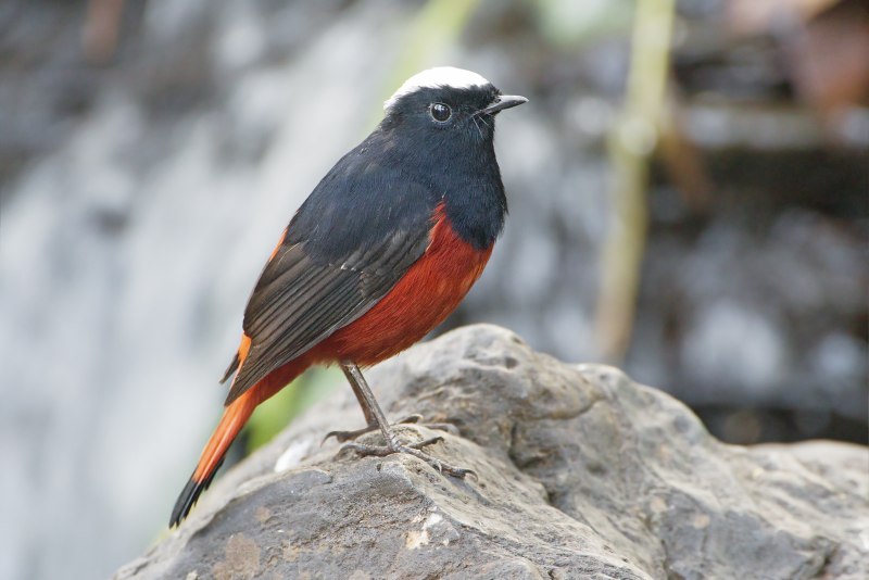 Red Winged Blackbird