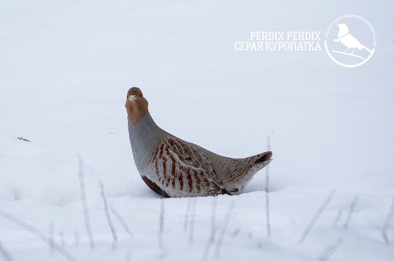 Белая куропатка
