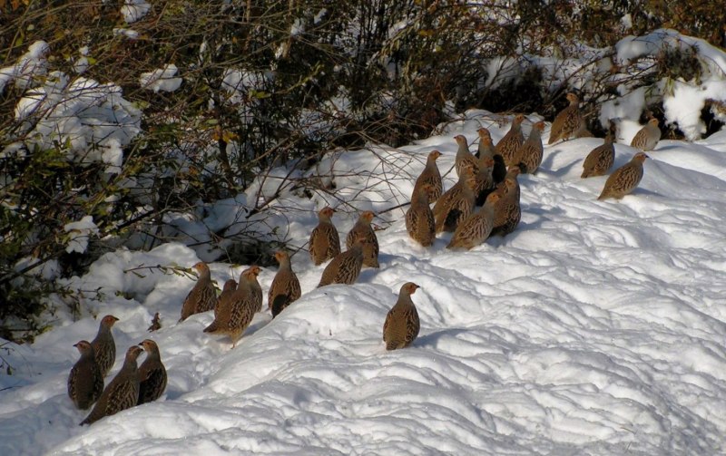 Серая куропатка (Perdix Perdix)