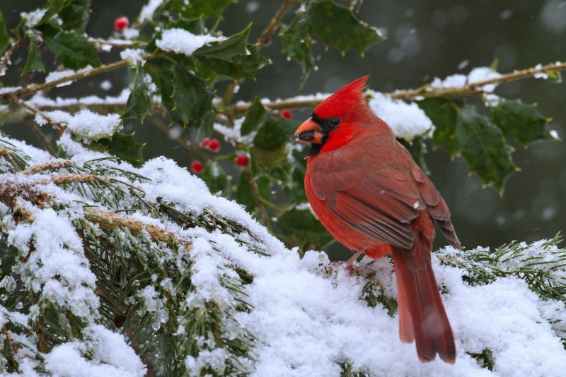 Красный кардинал птица в картинках (73 фото)